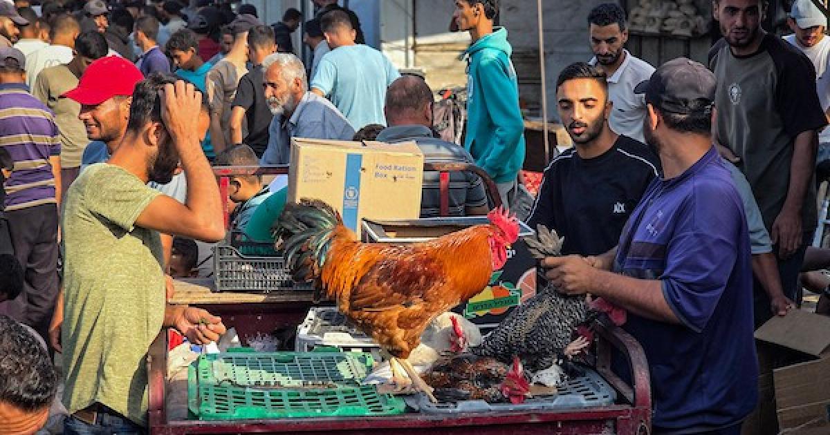 بالصور مربّو الطيور والدواجن في سوق أسبوعي بمواصي خان يونس