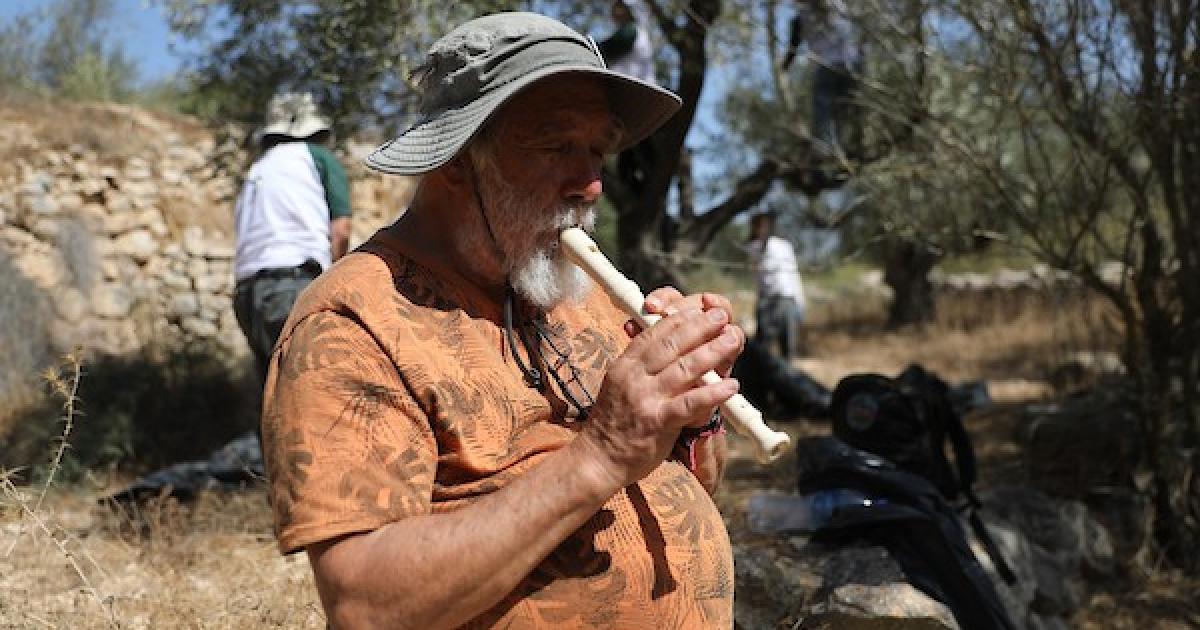 بالصور متضامنون دوليون يشاركون مزارعين فلسطينيين قطف الزيتون في بتير غرب بيت لحم