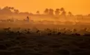 راعٍ عراقي يقود قطيعاً من الأغنام مع غروب الشمس في بلدة مشخاب العراقية جنوب النجف (أ.ف.ب).webp