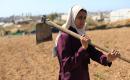 في مخيم البريج وسط قطاع غزة، تعمل الفلسطينية سلامة القريناوي، البالغة من العمر 25 عاماً، في أرض زراعية بتاريخ 7 مايو/أيار 2026، بعدما أجبرتها الحرب على ترك دراستها والبحث عن مصدر رزق لإعالة أسرتها.الصورة: حسن الجديدي