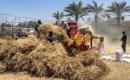 يحصد مزارعون فلسطينيون حقول القمح قرب