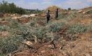 يتفقد مزارعون فلسطينيون أراضيهم الزراعية والأضرار التي لحقت بأشجار الزيتون بعد أن اقتلعتها جرافات الجيش الإسرائيلي في قرية ماداما، جنوب نابلس في الضفة الغربية المحتلة، في 9 يوليو/تموز 2026. صورة: محمد ناصر