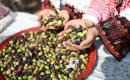 فلسطينيون يشاركون في قطف ثمار الزيتون خلال فعالية تطوعية، بمدينة غزة، في 10 أكتوبر/تشرين الأول 2026. (تصوير: بلال أسامة)