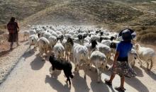 قطيع غنم لمستوطنين جنوبي نابلس (مناحيم كاهانا/فرانس برس)