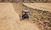 مزارعون يحصدون القمح من أراضيهم المهددة بالاستيلاء من قبل المستوطنين في قرية المغير شرق رام الله.jpg