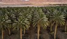 مزرعة نخيل يتم ريها باستخدام مزيج مزيج من المياه الجوفية ومياه الصرف الصحي المعاد تدويرها - مناحيم كاهانا - FP.webp