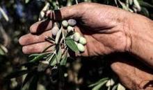 الزيتون الفلسطيني.jpg