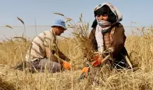 زوجان فلسطينيان يجمعان القمح خلال موسم الحصاد في مزرعة بخان يونس جنوب قطاع غزة 24 مايو 2023 (رويترز).webp