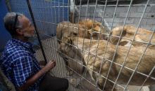 محمود جمعة، حارس حديقة حيوانات فلسطيني من مدينة رفح جنوب قطاع غزة، يُكافح لرعاية أكثر من 100 حيوان وسط عمليات تهجير قسري متكررة