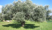 شجرة زيتون فلسطين.jpg