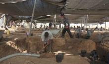 اكتشاف ورشة لصناعة السكاكين في فلسطين عمرها 5500 سنة.jpg