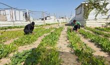 مزارعون فلسطينيون يحرثون ويزرعون أراضيهم شرق خان يونس، بالقرب من خط التماس الأصفر، في محاولة لاستئناف العمل الزراعي بعد اتفاق وقف إطلاق النار
