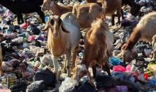 يُضطر رعاة الماعز الفلسطينيون في قطاع غزة إلى إطعام مواشيهم من مكبات النفايات بعد فقدانهم إمكانية الوصول إلى المراعي والأعلاف الحيوانية بسبب الحرب