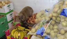 تدخل الحيوانات دون عوائق إلى المكان المخصّص كقاعة طعام.jpg