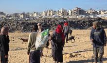 يُضطر رعاة الماعز الفلسطينيون في قطاع غزة إلى إطعام مواشيهم من مكبات النفايات بعد فقدانهم إمكانية الوصول إلى المراعي والأعلاف الحيوانية بسبب الحرب