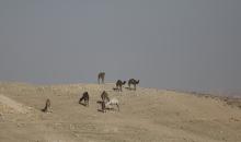 قطيع من الإبل يرعى بسلام في الجبال والمناطق الصحراوية جنوب الخليل، مشهد طبيعي يعكس بساطة حياة البدو وجمال الصحراء، 26 يناير 2026. تصوير: مأمون وزواز