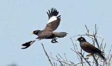 طائر «المَينا» الهندي.jpg