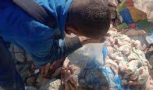 طواقم حماية المستهلك تتلف كميات من المجمدات.jpg