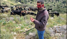 مستعمرون يعتدون بالضرب على راعٍ غرب سلفيت.PNG