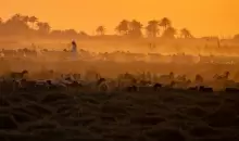 راعٍ عراقي يقود قطيعاً من الأغنام مع غروب الشمس في بلدة مشخاب العراقية جنوب النجف (أ.ف.ب).webp