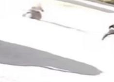 الأجهزة الأمنية الفلسطينية تلقي القبض على شخص قام بطعن زوجته بعدة طعنات يوم أمس قرب الجامعة وتباشر  التحقيق بملابسات الحادث ..jpg