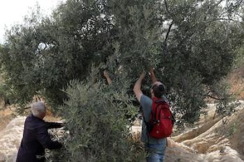 131026_Hebron_MW_00(27)