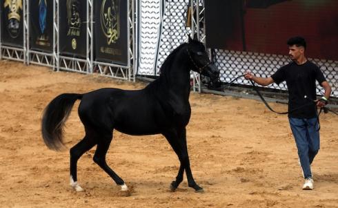 استعرض فلسطينيون خيولاً عربية أصيلة خلال بطولة خليل الرحمن الدولية لجمال الخيول العربية في مدينة الخليل في الأول من أكتوبر/تشرين الأول 2026.تصوير: مأمون وزواز