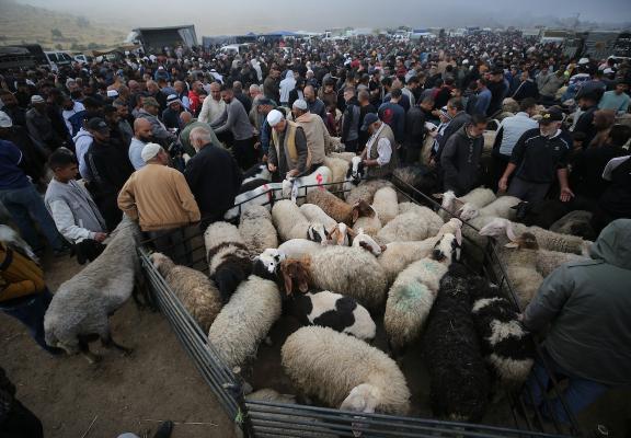 تجمّع الفلسطينيون في سوق للمواشي في الخليل، جنوب الضفة الغربية المحتلة، في 22 مايو/أيار 2026، لشراء وبيع الأغنام استعدادًا لعيد الأضحى.صورة: مأمون وزواز