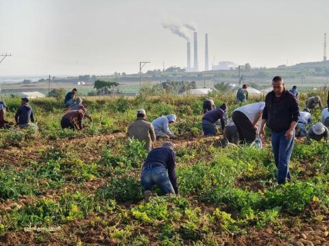 جانب من عمل المزارعين في المنطقة الحدودية شمال بيت لاهيا شمال قطاع غزة. 1