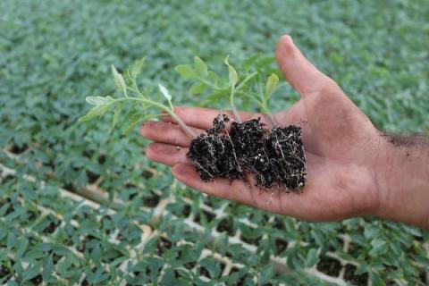 مزارعون فلسطينيون يزرعون بذور الطماطم باستخدام الزراعة الآلية ، في مشتل في رفح ، جنوب قطاع غزة : تصوير- أشرف أبو عمرة 
