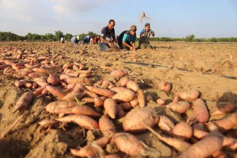 مزارعون فلسطينيون يحصدون ثمار البطاطا الحلوة في مدينة خان يونس جنوب قطاع غزة