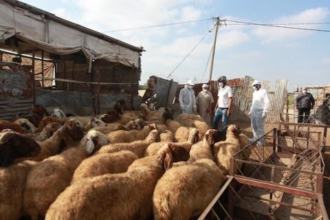 الزارعة تبدأ حملة تطعيم الأغنام ضد الحمى المالطية في قطاع غزة 11