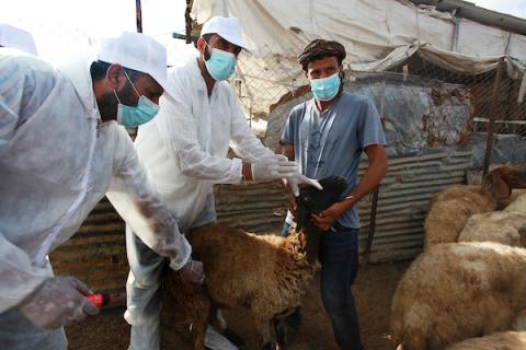 وزارة الزارعة تبدأ حملة تطعيم الأغنام ضد الحمى المالطية في قطاع غزة  