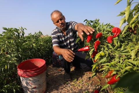 مزارعين