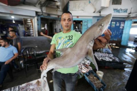     صيادون فلسطينيون يعرضون صيدهم الوفير من السمك في السوق بعد توسيع إسرائيل مساحة الصيد إلى 15 ميل.