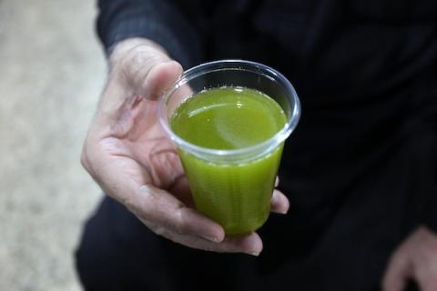 موسم عصر الزيتون في قطاع غزة