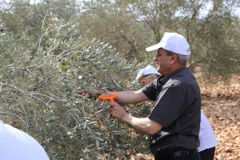 اطلاق حملة تطوعية وطنية لقطف الزيتون 1