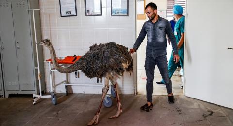 نعامة