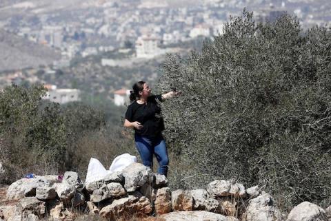 "فزعة" .. حملة فلسطينية لقطف ثمار الزيتون من مناطق الضفة