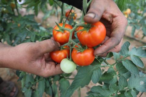 تصدير البندورة من القطاع 