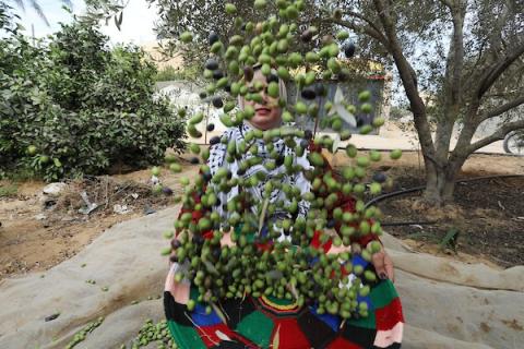 متطوعون يساعدون العائلات والمزارعين الفلسطينيين في قطف الزيتون خلال موسم الحصاد في مدينة خانيونس