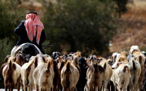 أغنام من نوع الشامي