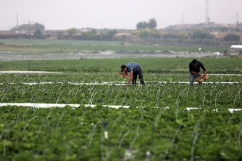 مزارعون فلسطينيون يقطفون الفراولة قبيل تصديرها إلى الضفة الغربية في بيت لاهيا