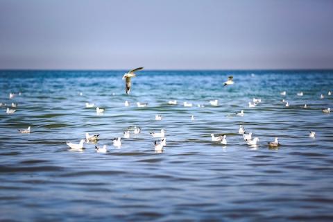 طيور النورس على شاطئ بحر مدينة غزة