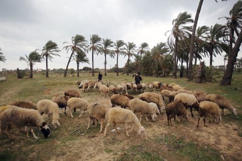    رعاة أغنام فلسطينيون يرعون أغنام داخل حقل في مدينة الزهراء وسط قطاع غزة خلال طقس عاصف