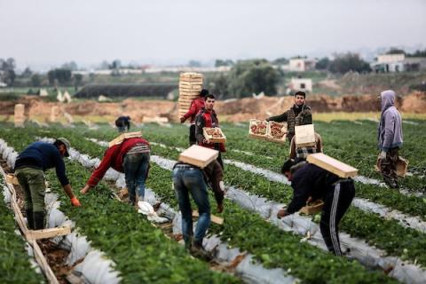 مزارعون فلسطينيون يقطفون الفراولة شمال قطاع غزة