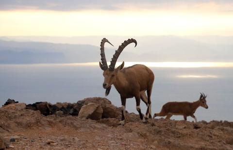 الوعل النوبي المهدد بالانقراض في برية القدس شرق مدينة بيت لحم بالضفة الغربية