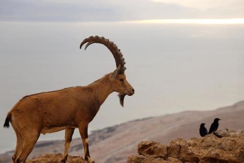 الوعل النوبي في برية القدس شرق مدينة بيت لحم بالضفة الغربية 23