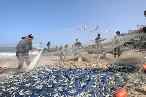 صيادون فلسطينيون يجمعون الأسماك على الشاطئ في دير البلح وسط قطاع غزة