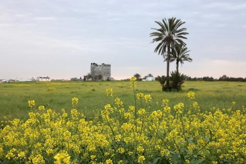 زهور الخردل البرية في بيت حانون شمال قطاع غزة
